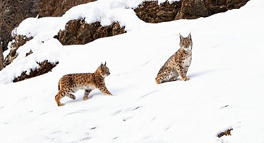 Tunceli'de koruma altında bulunan vaşak ailesi görüldü