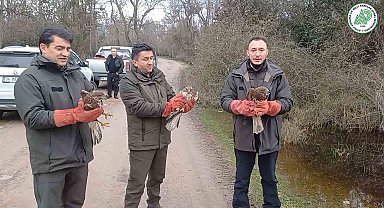 Yaralı şahinler özgürlüklerine kavuştu