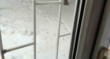 Yozgat'ta aç kalan tilkiler kedi mamalarına dadandı