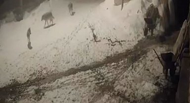 Aç kalan kurtlar 2 köpeğe saldırdı