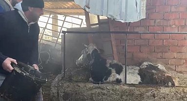 Ahır yangınında büyükbaş hayvanlar son anda kurtarıldı