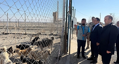 Bakan Yerlikaya’dan sokak köpekleri talimatı!