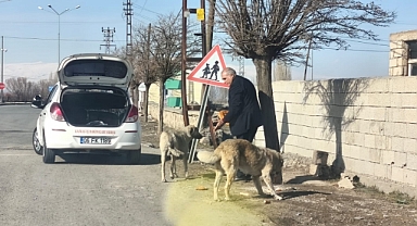 Başkan Kamber Güzelkaya, Sokak hayvanlarını unutmayalım