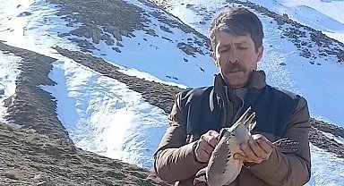 Batman'da duyarlı vatandaş, bulduğu keklikleri sevdikten sonra doğaya bıraktı
