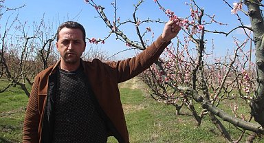 Bayramiç çiçek açan ağaçları don vurdu