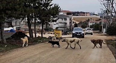 Bilecik'te gece sokaklarda insandan çok köpekler geziyor