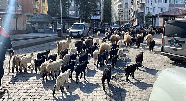 Caddelerde koyun sürüsünü görenler şaşkına döndü! Artvin'de yayla göçü erken başladı