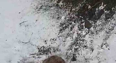 Dağ keçisini ayıya yem olmaktan kurtardı
