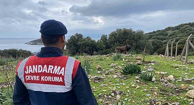 Dilek Yarımadası Milli Parkı'nda jandarma denetimi