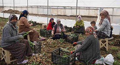 Doğu illeri karla mücadele ederken Iğdır'da seralarda üretim yapılıyor