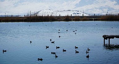 Ekşisu Sazlığı birçok kuş türüne ev sahipliği yapıyor