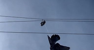 Elektrik tellerine takılan güvercin için seferber oldular