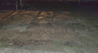 Erciş'te yağmur yağışı etkili oldu