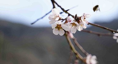 Gümüşhane'de yalancı bahara aldanan badem ağaçları çiçek açtı