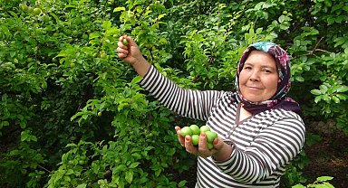 Hasada 8 bin TL ile başlanan erikte fiyat 400 TL'ye kadar düştü