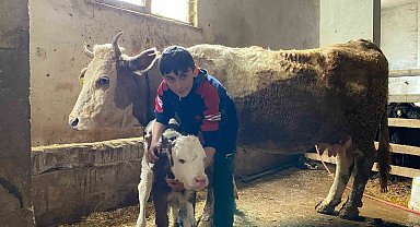 Hasta buzağısı 'Korkmasın" diye kamyonetin kasasında sarılarak yalnız bırakmadı