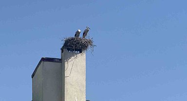 Havaların ısınmasıyla leylekler Iğdır'daki yuvalarına geri döndü