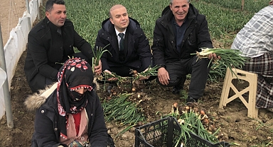 IĞDIR'DA YEŞİL SOĞAN HASADI YAPILDI