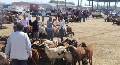 Iğdır'da hayvan pazarı açılıyor