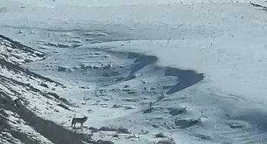 Kars'ta köye inen kurt, vatandaş tarafından görüntülendi