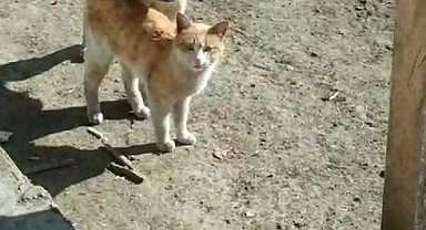 Kars'ta sıcak dostluk: Kedi ile köpeğin samimi anları kamerada