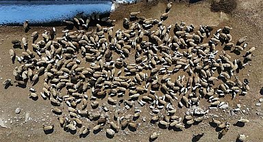 Kuzuların anneleriyle buluşma anı
