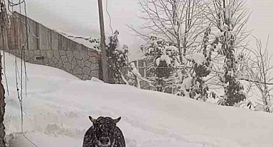 Rize'de kışlık ahırından kaçan boğa yazlığında bulundu