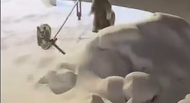 Sarıkamış'ta anne ve yavru ayılar görüntülendi