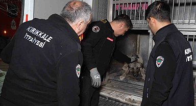 Sirenler bu kez yaralı köpek için çaldı