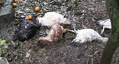 Sokak köpekleri kümeste katliam yaptı
