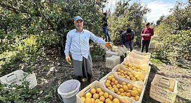 Üreticinin önlemiyle zirai dondan kurtulan limon bahçede 15 TL'den alıcı buluyor