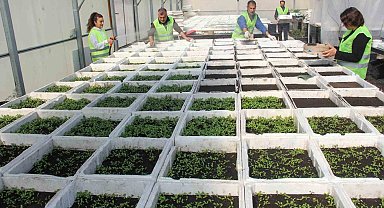 Van Büyükşehir Belediyesi mevsimlik çiçek üretimine başladı