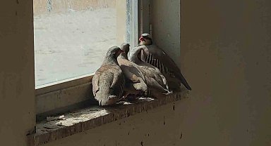 Van'da kaçak avcılarda ele geçirilen keklikler doğaya salındı