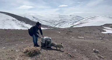 Yaralı tilki tedavisinin ardından doğaya bırakıldı