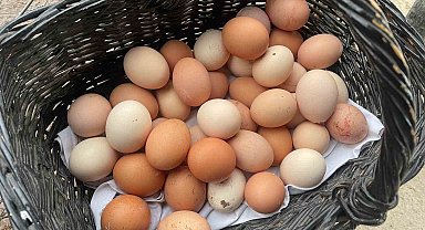YUM-BİR: "Yumurta fiyatlarını ABD artırıyor"