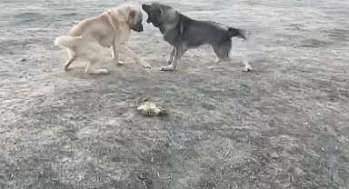Köpekler acımasızca dövüştürüldü
