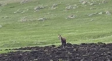 Ardahan'da çengel boynuzlu dağ keçisi görüntülendi