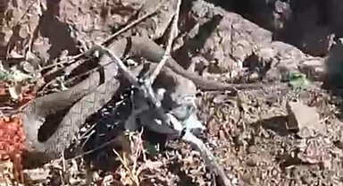 Erek Dağı'nda zehirli radde engereği görüntülendi