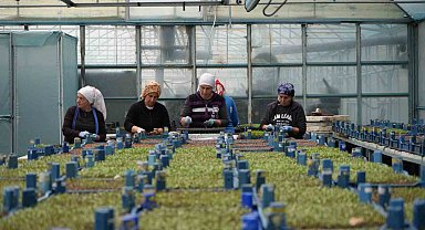 Erzincan seracılıkta hedefini büyütüyor