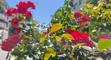 Güller Böcek İstilasına Uğradı