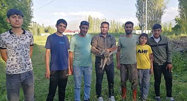 Iğdır'da yardıma muhtaç halde bulunan tilki doğal yaşamına kavuşturuldu