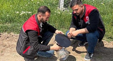 KAHVERENGİ KOKARCAYA KARŞI MÜCADELE DEVAM EDİYOR