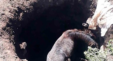 Kars'ta kuyuya düşen atı kendi imkanlarıyla kurtardılar