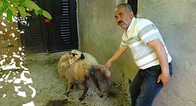 Sokak köpekleri köylülerin hayvanlarına saldırdı