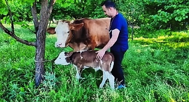 SULAMA KANALINDAN KURTARILAN İNEK DOĞUM YAPTI
