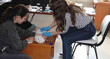 Tercan'da mikroçip çalışmaları devam ediyor