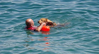 Türkiye'nin ilk sivil sualtı kurtarma köpeği Zeyna, görev için gün sayıyor