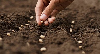 Türkiye'nin tohum ve fide üretimi arttı meyve fidanı üretimi ise 10,7 milyon azaldı