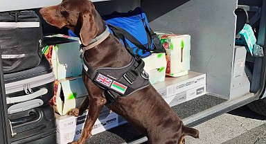 X-Ray kontrolü sırasında, beyan edilmemiş 351 bin 620 euro dedektör köpekten kaçamadı
