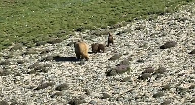 Erzincan'da anne ayı ve 3 yavrusu görüntülendi